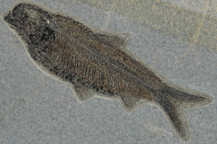 Detailed Fossil Fish (Knightia) - Wyoming #211187